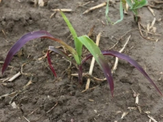 Jak poprawić dostępność fosforu dla roślin?