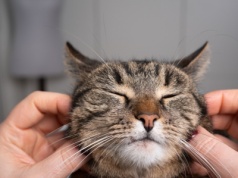 Twój kot tak się zachowuje? To sygnały mówiące o jednej rzeczy