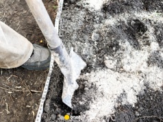 Teraz jest najlepszy czas na nawożenie grządek popiołem. O tym trzeba pamiętać