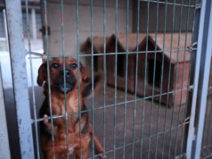 Zwierzęta ze schroniska w Sobolewie trafią do placówki na terenie województwa łódzkiego