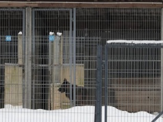 Psy ze schroniska w Sobolewie trafią do innego województwa. Policja ujawnia