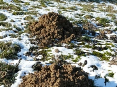 Kret nie śpi zimą i pod śniegiem niszczy trawnik! Ten prosty trik wypłoszy go szybciej, niż myślisz