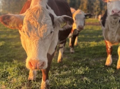 Polska – jedyny w swoim rodzaju producent mięsa wołowego