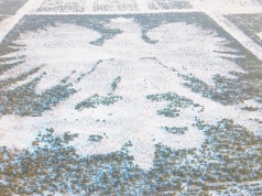 Gigantyczny Biały Orzeł „pojawił się” w lesie w północnej Polsce