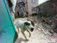 Wojna w Ukrainie zmienia psy szybciej niż ewolucja. Naukowcy są zaskoczeni