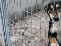 Kontrola za kontrolą w bielskim schronisku. Wszystko jest tam w porządku