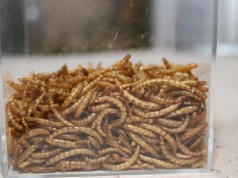 Owady w paszy dla świń. Dlaczego prosięta jedzą chętniej i są zdrowsze?