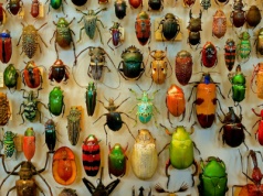 Co by się stało, gdyby zniknęły wszystkie owady?