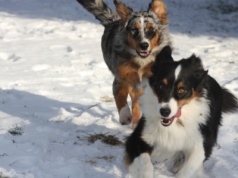 Wtargnęli na posesję, użyli gazu, zabrali psy. Zasłaniają się dobrem zwierząt