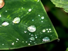 Oprysk bez chemii? Nowa powłoka może ograniczyć fungicydy nawet o 50%