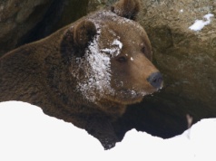 Nie poszły spać, chodzą obok ludzi. Co się dzieje?