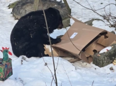 To najstarszy niedźwiedź himalajski, jaki żyje w polskich ogrodach zoologicznych. Kasia ze Śląskiego ZOO właśnie skończyła 39 lat