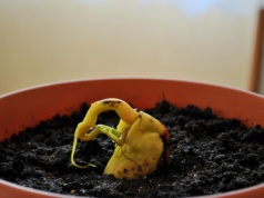 Wyhoduj pyszne mango z pestki w domu. Ten trik sprawia, że kiełkuje szybciej