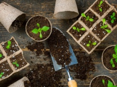 Co wysiewamy w styczniu? Już teraz zacznij pierwsze prace