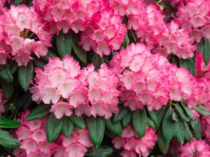 Gdy ustaną mrozy, zrób to z rododendronami. Na wiosnę zakwitną jak nigdy dotąd