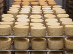 Spomlek zwiększył skalę działalności o 30 proc. mimo załamania rynku mleka