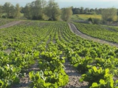 2 zł zamiast 9 za kilogram. Rolnicy załamani: „Mamy tym w piecu palić?”