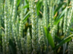 Pszenica jara czy jęczmień jary? Szersze możliwości zbytu w przypadku pszenicy?