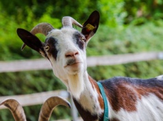 Kozy i owce ruszą do pracy. Niezwykły projekt na krakowskich terenach zielonych
