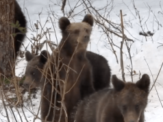 Nieplanowana pobudka w Bieszczadach. “Lunatykujące” niedźwiadki hitem sieci