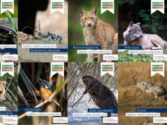 Plebiscyt Zwierzę Roku 2026. Bóbr, żuraw, chomik czy łoś? Zagłosuj