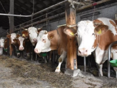 Trzecie ognisko BTV w Polsce. Nowy przypadek na Pomorzu