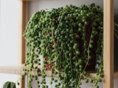 Nowa królowa parapetów. Wypuszcza kaskady zielonych "koralików". Jej pielęgnacja to pikuś