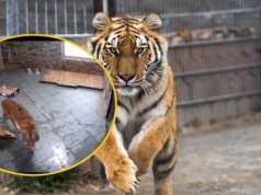 Tygrysica z wrocławskiego zoo gwiazdą internetu. Zdemolowała kamery NAGRANIE