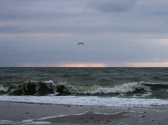 Potężny las wyłonił się z morza. Niesamowite zjawisko znowu nad Bałtykiem