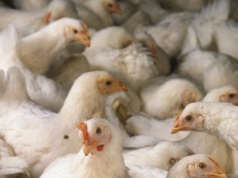 Koniec szybkorosnących kurczaków na fermach. Na razie w jednym kraju Europy