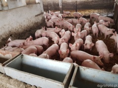 Dopłaty do ubezpieczenia zwierząt 2026. ARiMR podała termin