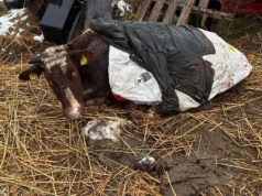 Krowy z wrośniętym w skórę łańcuchem. Nie miały pożywienia i wody