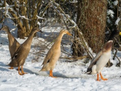 Kolejne ognisko ptasiej grypy na Pomorzu? Padłe zwierzęta na plaży w Mikoszewie