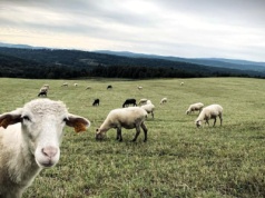 Kozy do roboty, owce na etat. Kraków szuka „zielonych kosiarek” na miejskie łąki