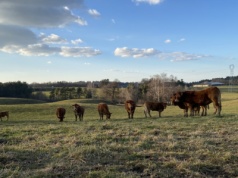 Nowa układanka na rynkach rolnych. Chińskie cła i ich efekty