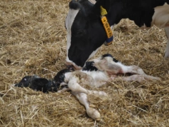 Dopłaty do ubezpieczenia zwierząt 2026: rusza nabór. Kto dostanie 70% zwrotu składki?