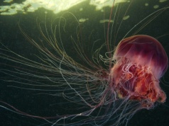 Meduzy śpią jak my. A nawet robią sobie popołudniowe drzemki