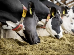 Niebieski język: nowe strefy w Polsce. Ministerstwo zmienia przepisy