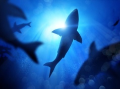 Znów pojawiły się w popularnym kurorcie. Wielu Polaków jeździ tam zimą