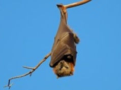 Zabójczy wirus z Azji. Kolejne kraje wprowadzają kontrole na lotniskach