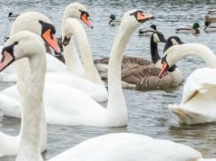 Tylu łabędzi nie było tu od lat. Park narodowy z rekordowym wynikiem