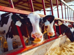 Paszowy gigant wchodzi do Makówki. Lokalizacja i ekspansja przesądziły o transakcji