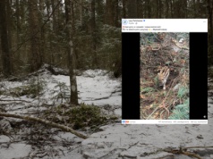 Leśnicy pokazali nagranie i apelują. "Tak nie obserwujemy przyrody"