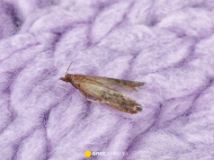 Włóż do szafy tę przyprawę. Nie ma lepszego sposobu na mole