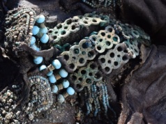 Ostatnia szamanka Syberii. Jej DNA skrywało tajemnicę sprzed 250 lat