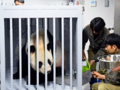 Chiny zabierają pandy z Japonii. Bardzo zły sygnał