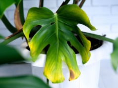 Liście monstery żółkną? Najpewniej popełniasz ten popularny błąd