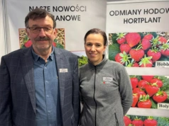 Polskie odmiany truskawek wracają do łask. Dlaczego warto postawić na krajową hodowlę?