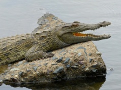 Mozambik ostrzega przed atakami krokodyli i hipopotamów