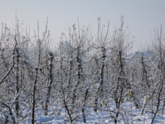 Naturalna ochrona drzew owocowych przed śniegiem. Bajecznie proste metody